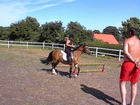 Welsh Mountain (sec A) *Fabrian* *SOLGT* billede 4