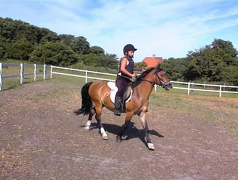 Welsh Mountain (sec A) *Fabrian* *SOLGT* billede 5