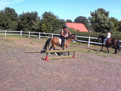 Welsh Mountain (sec A) *Fabrian* *SOLGT* billede 6