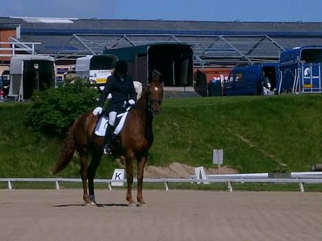 Dansk Varmblod Højbo´s kia-ora ¤solgt¤ - her kia og jeg igang med afslutningsparaden billede 6