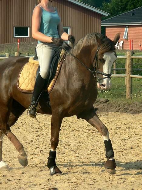Welsh Cob (sec D) Sarena's Pippi  - Dressur-kursus, ved Bjørklund! Det var godt nok sjovt! ;D billede 7