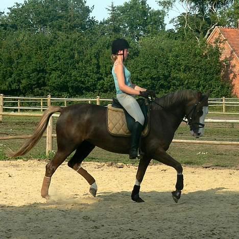 Welsh Cob (sec D) Sarena's Pippi  - Dressur-kursus.. billede 8