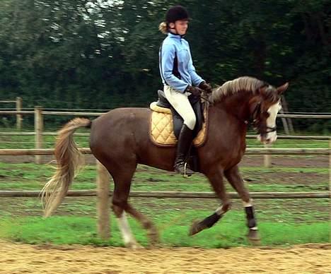 Welsh Cob (sec D) Sarena's Pippi  - Kursus billede 9