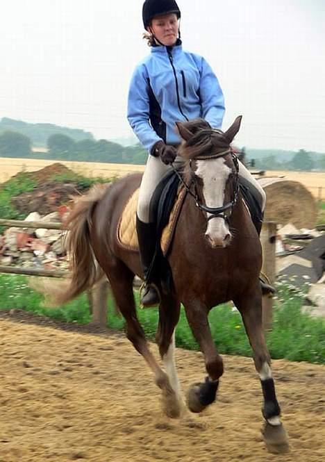 Welsh Cob (sec D) Sarena's Pippi  - Kursus billede 10