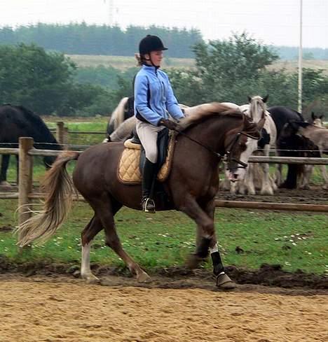 Welsh Cob (sec D) Sarena's Pippi  - Kursus.. billede 11