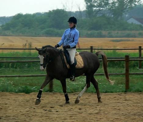 Welsh Cob (sec D) Sarena's Pippi  - <3 billede 13