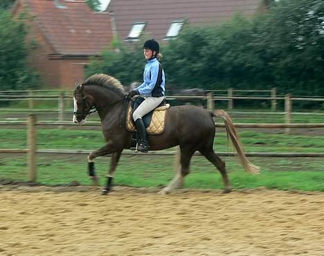 Welsh Cob (sec D) Sarena's Pippi  - <3<3<3<3 billede 14