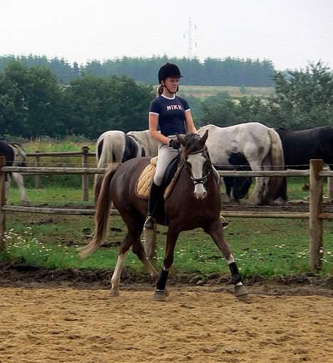 Welsh Cob (sec D) Sarena's Pippi  - Elsker den pony! ;D <3 billede 15
