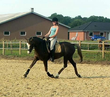Welsh Cob (sec D) Sarena's Pippi  - Smukke Pippi.. billede 16