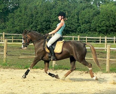 Welsh Cob (sec D) Sarena's Pippi  - Fri-trav! <3<3 billede 17
