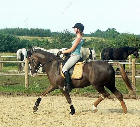 Welsh Cob (sec D) Sarena's Pippi  - Fri-trav! <3 billede 18