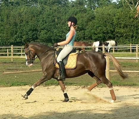 Welsh Cob (sec D) Sarena's Pippi  - <3<3<3<3 billede 19