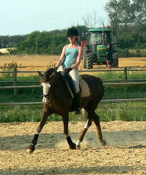 Welsh Cob (sec D) Sarena's Pippi  - Pippi! <3<3 billede 20