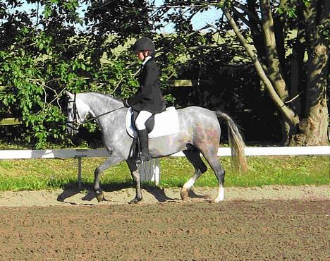 Welsh Pony (sec B) Lyngvejens Kikki <´3 *Solgt* -  (7) Stævne i fuglebjerg hvor vi vandt 3 pads... billede 7