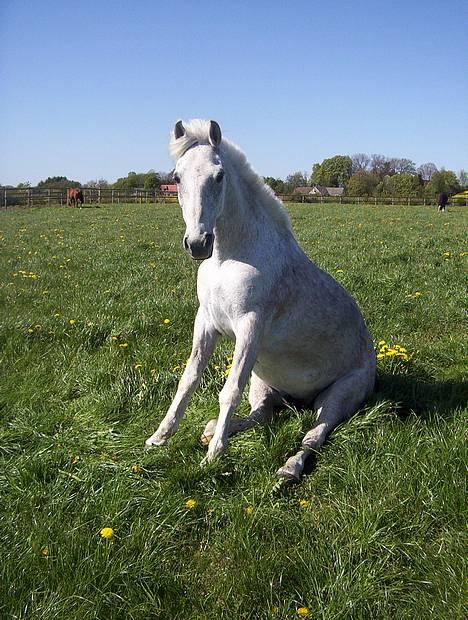 Anden særlig race Oliver*R.I.P -17/12 2007* - Oliver sidder lide og kigger og nyder den friske luft :P billede 1