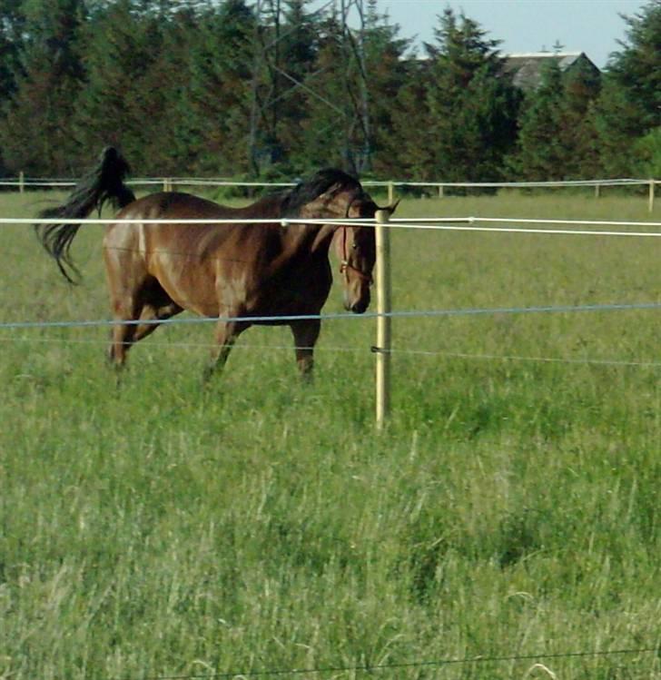 Traver Firestar - min dejlig hest <3 på en varm sommer dag billede 7