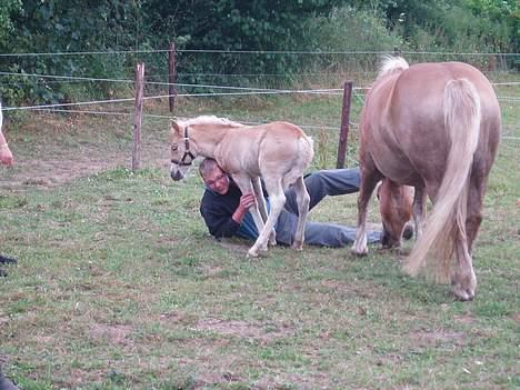 Haflinger stenbro´s starlight billede 7