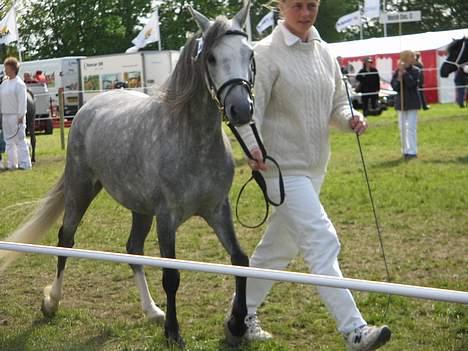 Welsh Pony (sec B) Lyngvejens Kikki <´3 *Solgt* -  (9)  Så nu er jeg klar til start og min bedømmelse skal råbes op...tihi billede 9
