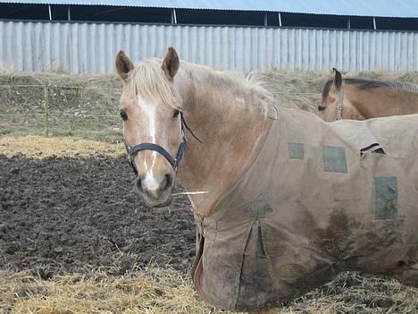 Palomino Palino billede 1