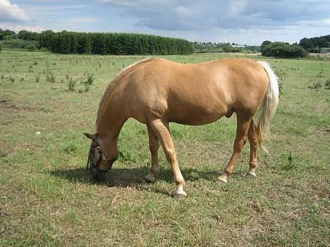 Palomino Palino billede 2