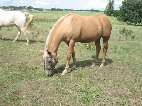 Palomino Palino billede 3