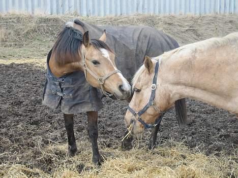 Palomino Palino - Det er Palino til højre og Buckie til venstre... Buckie var en rigtig dejlig og til tider lidt besværlig hest.. men vi måtte desværre aflive ham id. 21/8-07 fordi han brækkede noget af en knogle i knæet..  :´(  billede 4