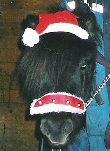 Shetlænder Lill-Patrik (solgt) - Lill-Patrik billede 14