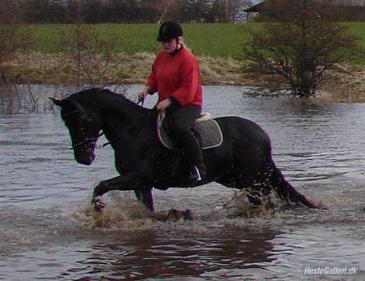 Anden særlig race Miss Shakur - Jagt billede 1