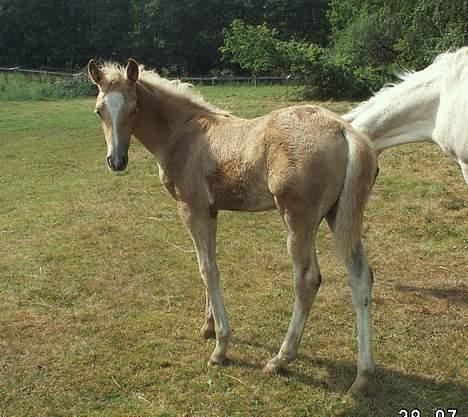 Palomino Lysgaards Diva billede 9