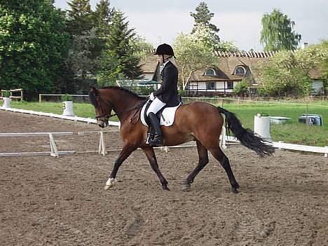 New Forest Roløkke Classic<3solgt:( - letridning derfor sidder jeg så akavet ;D billede 1