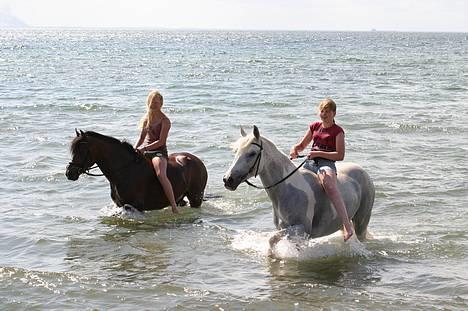 New Forest Roløkke Classic<3solgt:( - Mega hyggelig dag <3  billede 3