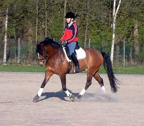 New Forest Roløkke Classic<3solgt:( - Trænning Versade ;P billede 4