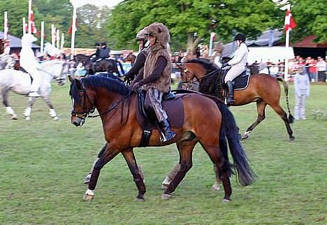 New Forest Roløkke Classic<3solgt:( - Roskilde Show det var en skide god oplevelse og classic tog det så pænt ! han red helt op ad højtalerne selvom der var blevet skruet xtra op var han ikke til at skubbe af pinden :D billede 6