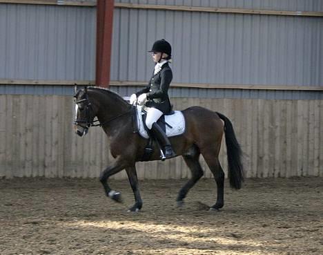 New Forest Roløkke Classic<3solgt:( - stævne MBRK la1 og 2 vi laver lige nogle temposkift , midt i afkortning :D billede 9