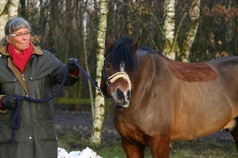 New Forest Roløkke Classic<3solgt:( - JEG vil have GRÆS !!!!!!!! Hehe :D billede 12