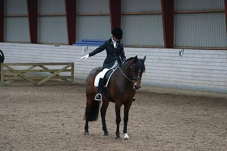 New Forest Roløkke Classic<3solgt:( - første rigtige stævne.. D stævne vandt to første pladser i lb1 red vi 75%  billede 19