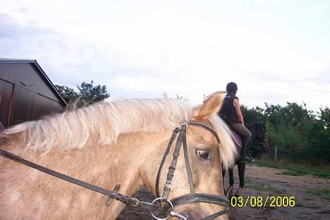 Palomino Blondie - Han er Jo Totaly Fotogen .. billede 8