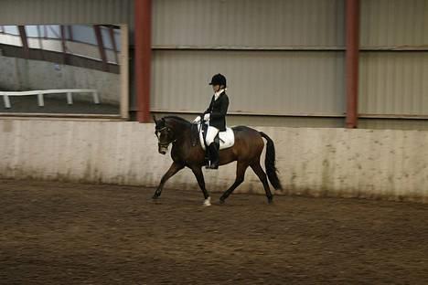 New Forest Roløkke Classic<3solgt:( - Stadig MBRK tror det er LA2 billede 20