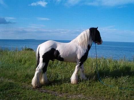 Tinker Lady Luna - Lord Lennon, som er far til Luna´s føl.....  billede 5