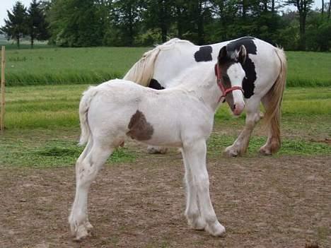 Tinker Lady Luna - Lord Liam med mor i baggrunden?......<3 det er min hest!!!!  billede 6