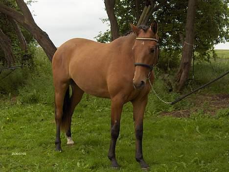 Dansk Varmblod Désiri Lykkedal billede 8