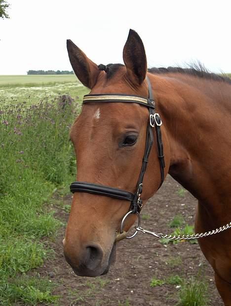 Dansk Varmblod Désiri Lykkedal billede 9