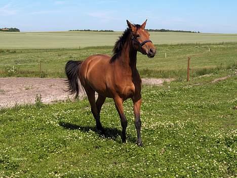 Dansk Varmblod Désiri Lykkedal billede 10