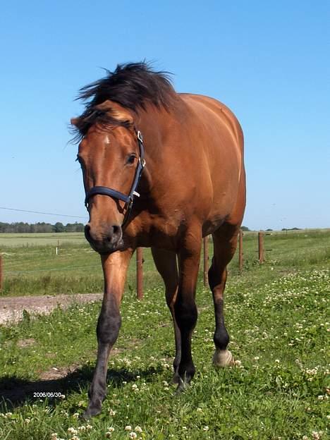 Dansk Varmblod Désiri Lykkedal - ryster på hovedet billede 11