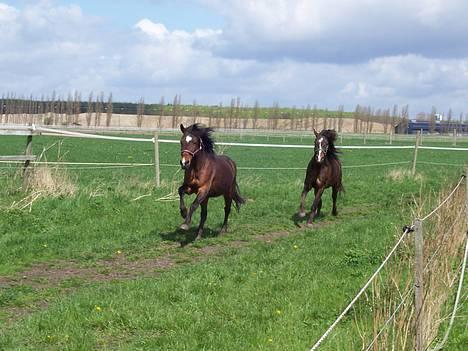 New Forest Roxsane - ROXSANE OG HENDES "BARN" XANTO, LØBER OM KAP, ROXSANE FØRE! billede 2