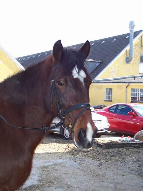 New Forest Roxsane - Roxsane til spring stævne med min kusine! billede 3