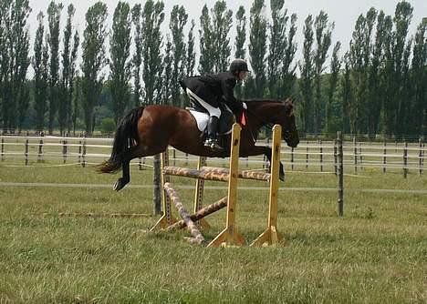 New Forest Roxsane - WOOW billede 4