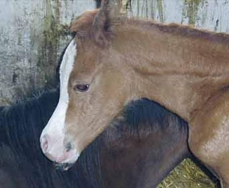 Arabisk fuldblod (OX) White Reflection D.SOLGT  - Under 24 timer gammel billede 3