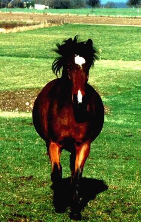 New Forest Roxsane - TYNDE ROXI <3 <3 billede 5
