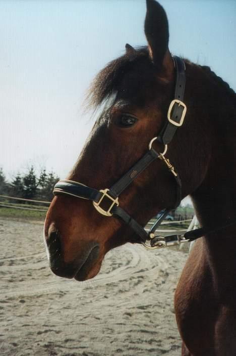New Forest Roxsane - søde roxi piien <3 billede 6